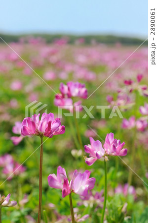 れんげ畑 2890061
