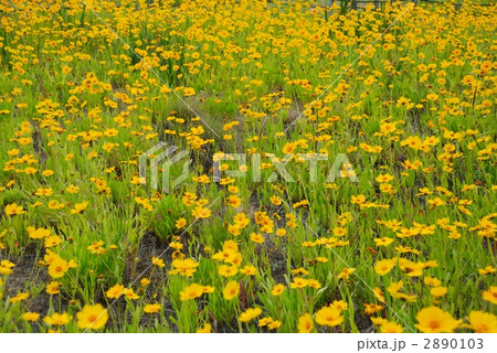 オオキンケイギクの花畑 2890103