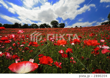 シャーレーポピーと青空 2890204
