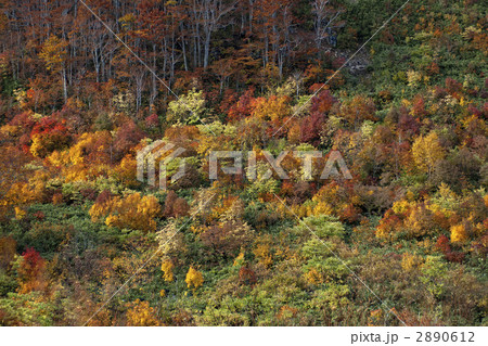 八甲田の秋景色 2890612
