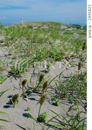 砂浜のコウボウムギと白い灯台 2890823