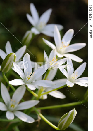 オオアマナ オオアマナ 2890849