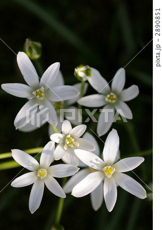 オオアマナ オオアマナ 2890851