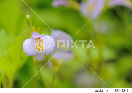 ムラサキサギゴケ ムラサキサギゴケ 2890861