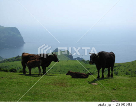 牛の親子 2890992