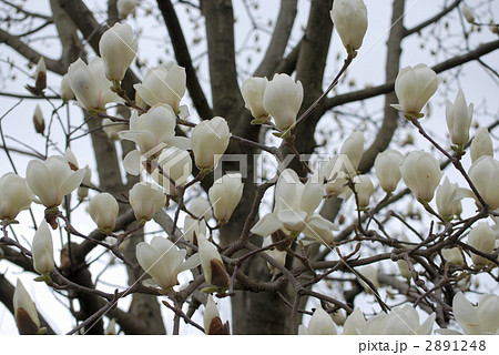 ハクモクレン 2891248