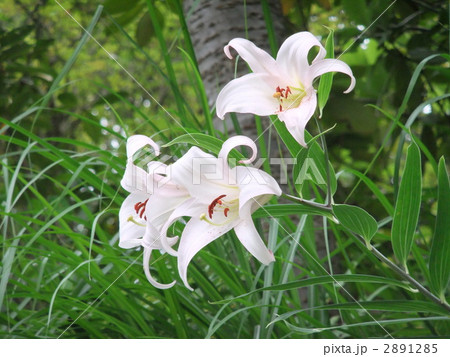 梅雨の山間に清々しいササユリ 2891285
