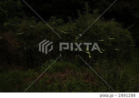 ゲンジボタル 2891288