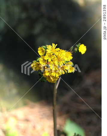 オニタビラコ 2891398