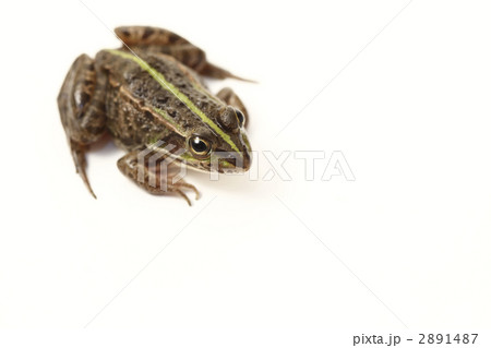 白バックの蛙 2891487