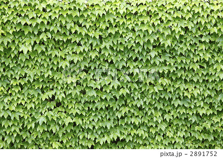 緑の塀アイビーの写真素材