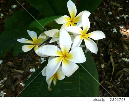 プルメリア プルメリア 2891793