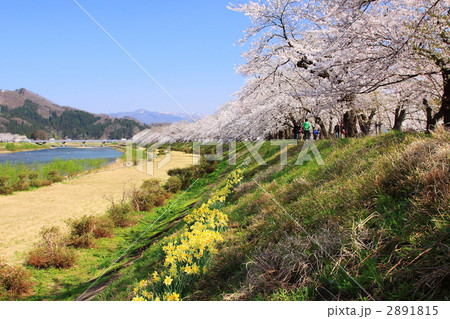 角館の桧木内川土手沿いの桜と水仙 2891815