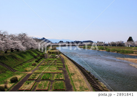 角館の桧木内川川堤の桜 2891841