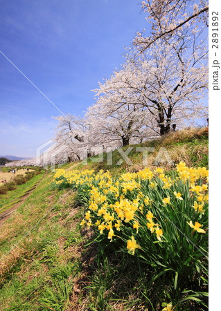 角館の桧木内川土手沿いの桜と水仙 角館の桧木内川土手沿いの桜と水仙 2891892