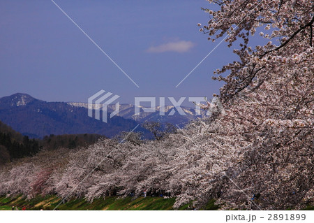 角館の桧木内川土手沿いの桜 2891899