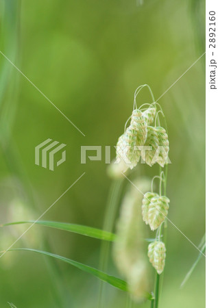 小判草ゆらゆら 小判がザックザク 小判草ゆらゆら 小判がザックザク 2892160