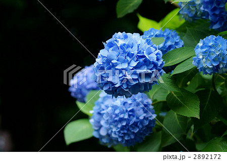 水色の紫陽花 2892172