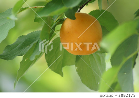 おいしそうな杏❢  2892175