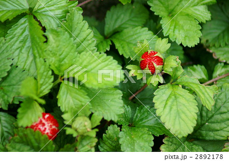 蛇苺の花 毒がないのに毒苺と言われ の写真素材