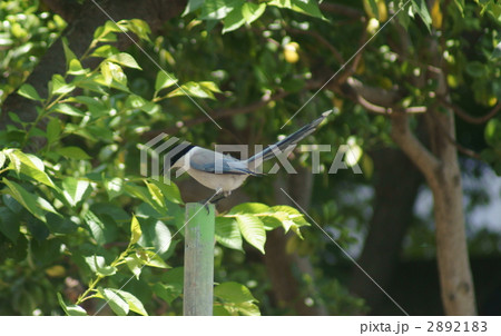 獲物を狙う尾長 2892183