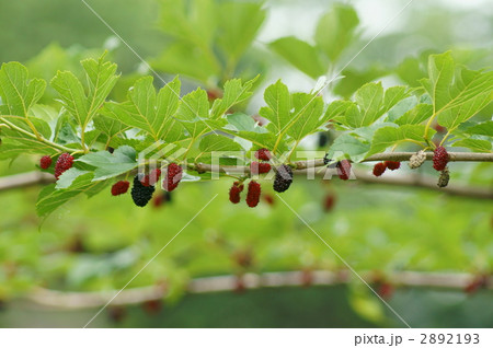 桑の赤い実、黒い実、白い実❢?　 2892193