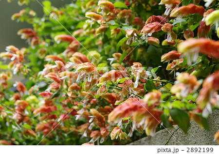 鮮やかに小海老草の花が咲きました の写真素材