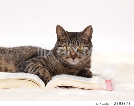 本と猫 本と猫 2892373