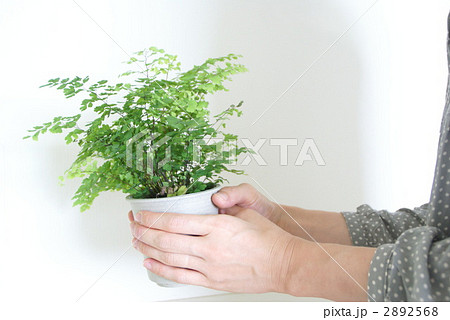 アジアンタム 2892568