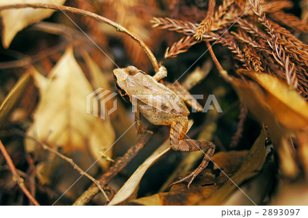 アカガエル 2893097
