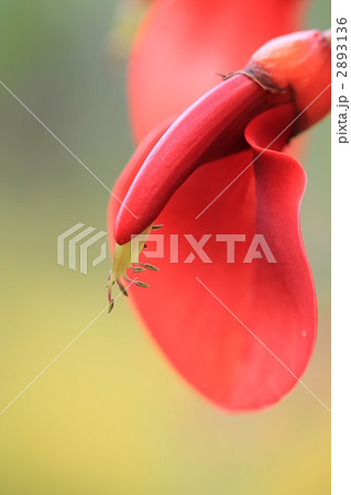 アメリカデイゴ アメリカデイゴ 2893136