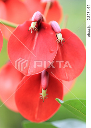 アメリカデイゴ アメリカデイゴ 2893142