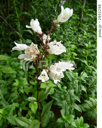 可憐な花　ペンステモン(ハスカーレッド) 2893298