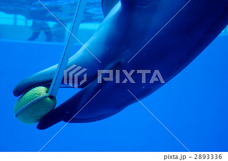 いるかのえがお 2893336