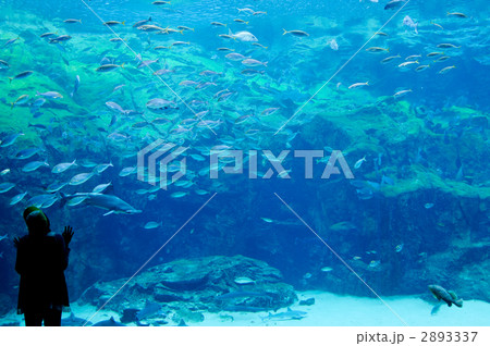 みとれる 2893337