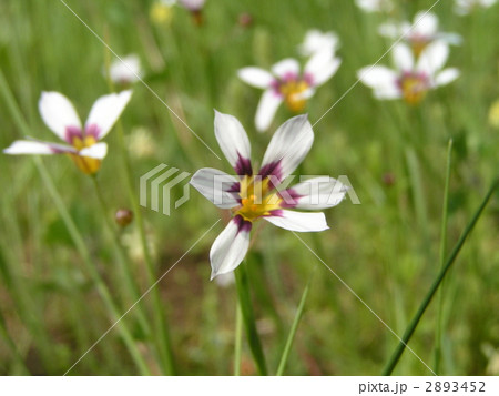 芝の緑の中一際目立つ薄紫色の小さな花ニワゼキショウ 芝の緑の中一際目立つ薄紫色の小さな花ニワゼキショウ 2893452