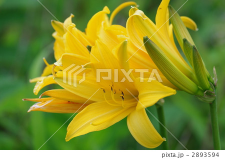 エゾカンゾウ 2893594