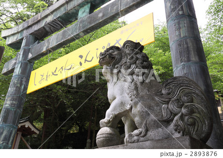 金刀比羅宮参道.桜馬場西詰.銅鳥居と狛犬 2893876