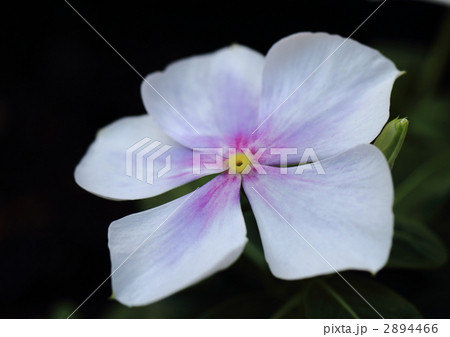 ビンカの花 ビンカの花 2894466