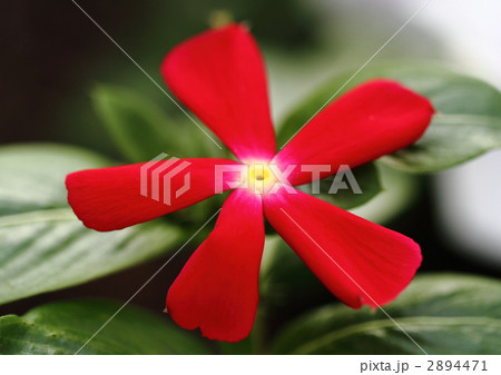 ビンカの花 2894471