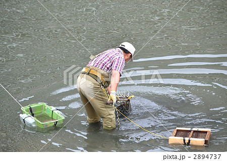 浦安市を流れる境川の腰巻き漁(千葉県浦安市) 浦安市を流れる境川の腰巻き漁(千葉県浦安市) 2894737