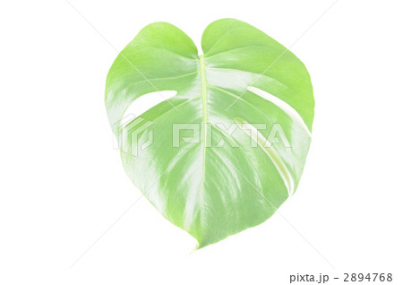 モンステラ モンステラ 2894768