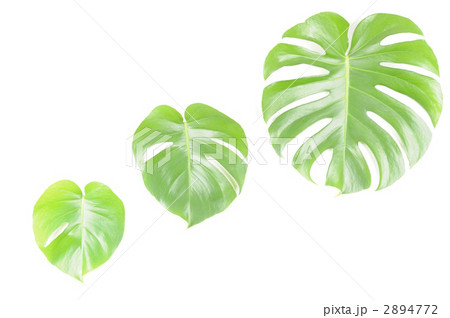 モンステラ モンステラ 2894772