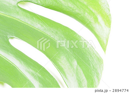 モンステラ モンステラ 2894774
