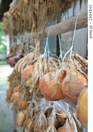 つるしたまねぎ つるしたまねぎ 2894842