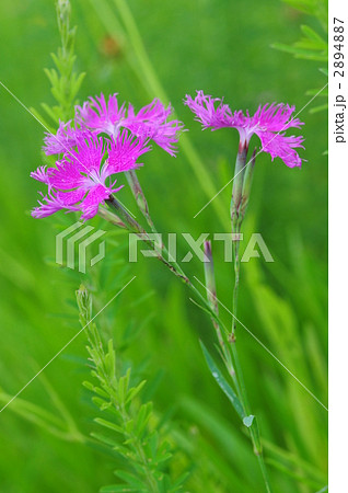 カワラナデシコ カワラナデシコ 2894887