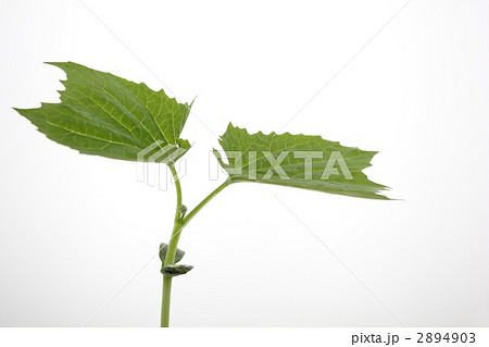 ゴーヤの新芽 ゴーヤの新芽 2894903