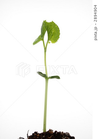 ゴーヤの新芽 ゴーヤの新芽 2894904