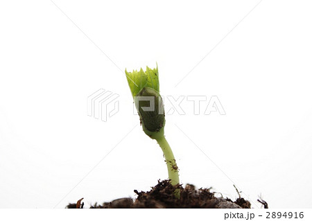 ゴーヤの新芽 ゴーヤの新芽 2894916