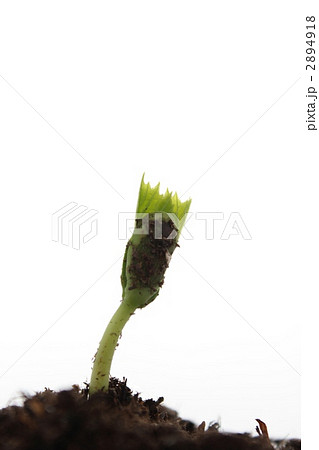 ゴーヤの新芽 ゴーヤの新芽 2894918